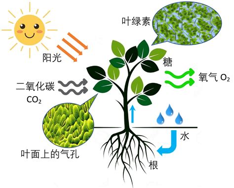 植物需要氧氣嗎|植物的光合作用與呼吸作用